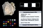 Foto (Objekt + Etikett) von Prosopon sp.  (NHMW-GEO-1990-0041-4414)